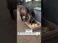 りんごを貰いました🍎 果樹園 かわいい ヤギ 動物 animal goat funnyanimal funnygoat cute funny りんご ありがとう