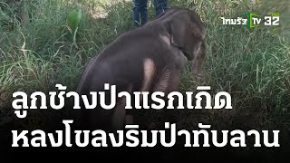 ลูกช้างป่าแรกเกิด พลัดหลงโขลงริมป่าทับลาน | 09 พ.ย. 66 | ข่าวเช้าหัวเขียว