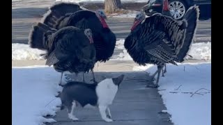 Chihuahua vs Turkeys