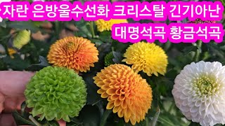 폼폰국화 디네마난 황금석곡 대명석곡 자란 은방울수선화 크리스탈 레드돌