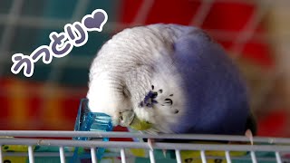 【セキセイインコ♀】セルフカキカキでウットリ♡