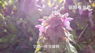 锐眼看世界－－Purpurrote Taubnessel   紫芝麻   紫荨麻