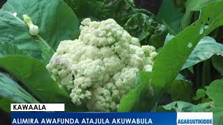 Kawaala: Alimira awafunda atajula akuwabula.