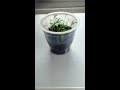 Planta de Cilantro en Time-Lapse