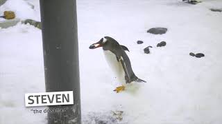 The Real Penguins of Sydney - Episode 4