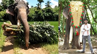 ಕೇರಳದ ಮನೆಗಳಲ್ಲಿ ಕಂಡು ಬರುವ ಸಾಕು ಆನೆಗಳು!  | Elephants of Kerala | Kannada Vlogs