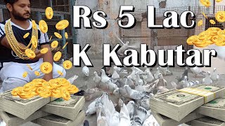 5 Lakh K Kabootar Part 2 | Gufran Pigeon Loft | Kabutar | INDIAN PIGEON