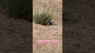 Adorable Mole Encounter on the Road ¡Encuentro con un Lindo Topo en el Camino路遇小鼹鼠