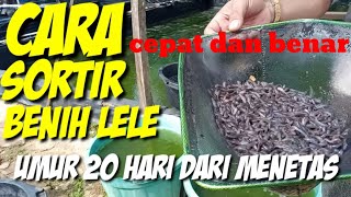 CARA SORTIR BENIH LELE //CARA PEMIJAHAN LELE  #cara #sortir #lele