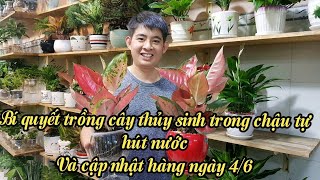 [CUỐI CLIP] Chậu thủy sinh tự hút nước có gì đặc biệt? Cập nhật hàng ngày 4/6