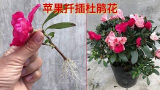 很少有人知道这个简单小妙招，用它来繁殖@杜鹃花，繁殖快花期长