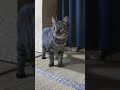 【猫旅館】今朝も猫が起こしに来た。楽し過ぎる宿