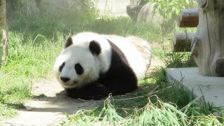 【王子動物園🐼】タンタン、やぐらからおりて・・・🐼 そして、美味しそうに笹を食べる🐼