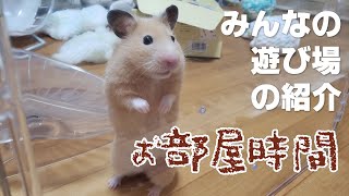 部屋で過ごす幸せ「お部屋時間」＃36【はちみっチャンネル シーズン１】ハムスター　キンクマハムスター