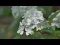 4k 色とりどりに咲くアジサイ 高幡不動尊2020💝hydrangea blooming in various colors at takahata fudoson in tokyo 2020