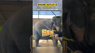 😮大象：身上有点痒，挠挠 #万万没想到 #animals | China Cradle 山西:华夏文明的摇篮