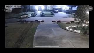 Video captures feral hogs roaming through Sienna neighborhood in Missouri City, Texas