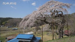 外大野のシダレザクラ見頃　大子町