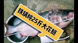 东北铁锅炖25斤大胖头鱼 现杀现煮 农村简单做法 煮一锅都不够吃