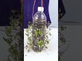 recycle plastic bottle into hanging pots to easily grow pudina mint mint leaves shorts