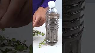 Recycle Plastic Bottle into Hanging Pots to Easily grow Pudina / Mint  | Mint leaves#shorts