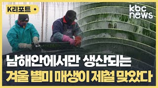 제철 맞은 '매생이'‥\