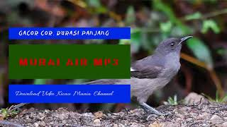 Suara Murai Air Nembak Tajam Buat Masteran
