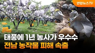 태풍에 1년 농사가 우수수…전남 농작물 피해 속출 / 연합뉴스TV (YonhapnewsTV)