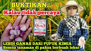 RIBUAN PETANI BELUM TAU INI Cara membuat pupuk perangsang buah