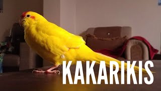 My Trained Kakariki Parrots ❤❤❤ | Red Crowned Parakeets | Talking kakariki