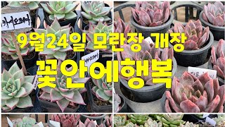 9월24일 모란장  꽃안에1.000원 행복은  다시 시작입니다~