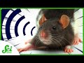 These Superpowered Animals Use Your 5 Senses, But Better