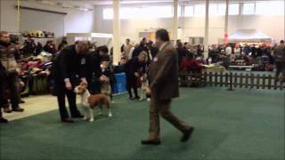 American Staffordshire Terrier DUO Nitradog 2013