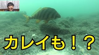 浜名湖釣り水中団子映像！多分カレイが映ってたと思う