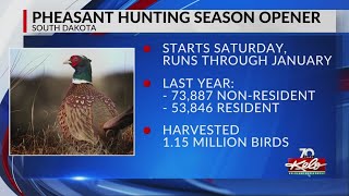 South Dakota pheasant hunting: What to know