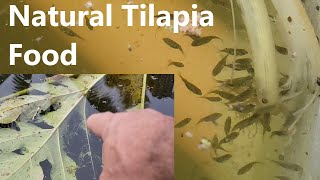 Feeding Tilapia Papaya and Banana   Natural foods for your fish