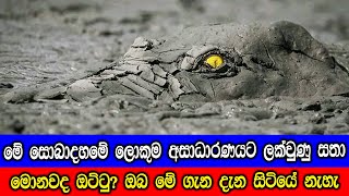 සොබාදහමේ අසාධාරණයට ලක්වුණු සත්වයින්.