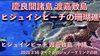 【#20 タイさんのシュノーケリングの旅 】渡嘉敷島 ヒジュイシビーチ、慶良間諸島 沖縄, Tai's Journey