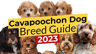 Cavapoochon Dog Breed Guide 📃 🔴 2023 🔴