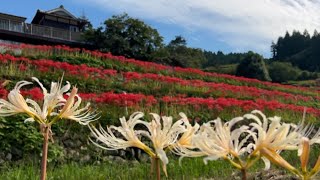 2024/09/27　超超超超超超超絶景です！　彼岸花が創り出す棚田の秋絶景　稲積癒しの里山　その６　〜愛媛県大洲市〜