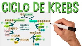 Ciclo De Krebs Simplificado | Respiração Celular | Resumo Animado