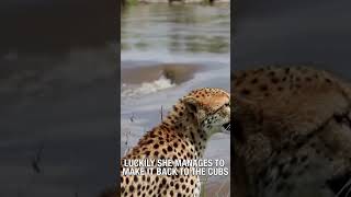 Cheetah Cubs Watch Helplessly as Mother Gets Washed Away