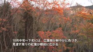 おかやまの紅葉　「岡山県立森林公園」