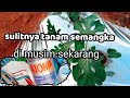 harus teliti merawat semangka dari awal bagi pemula step by step