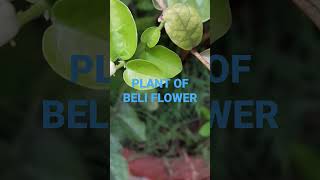 BELI FLOWER PLANT IN HOUSE