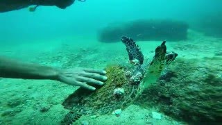 A day of freediving. / Un día de buceo libre.