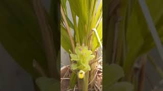 Turmeric flower. மஞ்சள் செடி பூ...வீட்டு தோட்டம்..