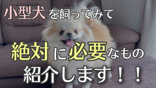 小型犬飼ってる人、これから飼う人必見！絶対に必要な商品を紹介します！ポメラニアン！