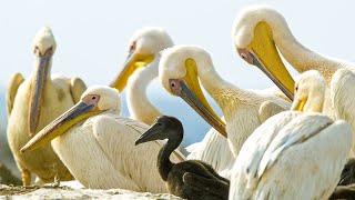 Pelicans Feast On Cape Gannet Chicks | Life | BBC Earth