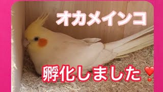 オカメインコ  孵化しました❣️